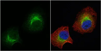 Immunocytochemistry/ Immunofluorescence - Anti-SAP102 antibody (AB152132)