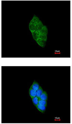 Immunocytochemistry/ Immunofluorescence - Anti-SAP102 antibody (AB152132)