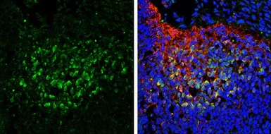 Immunohistochemistry (Frozen sections) - Anti-SAP102 antibody (AB152132)