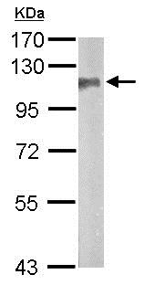 Western blot - Anti-SAP102 antibody (AB152132), expandable thumbnail