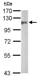 Western blot - Anti-SAP102 antibody (AB152132)