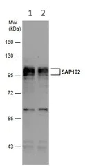 Western blot - Anti-SAP102 antibody (AB152132)