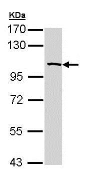 Western blot - Anti-SAP102 antibody (AB152132), expandable thumbnail