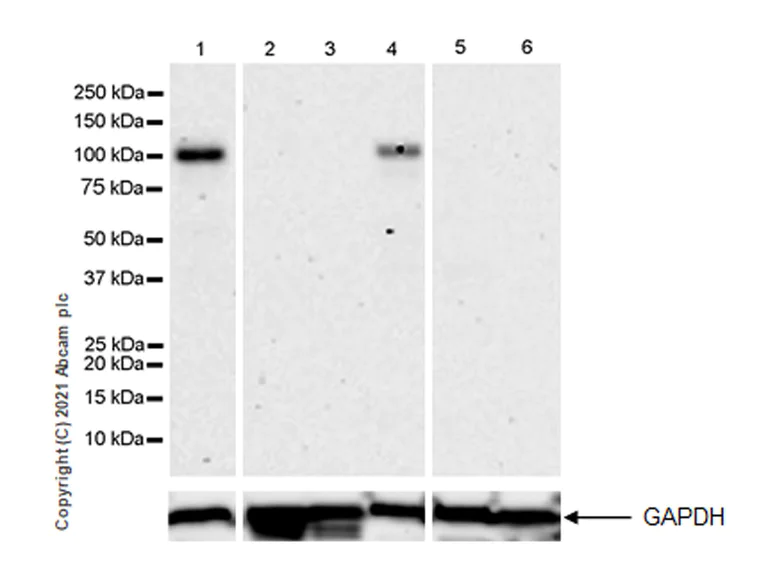 Western blot - Anti-SAP102 antibody [EPR25330-36] (AB288436)