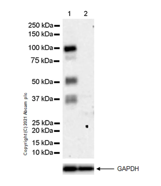 Western blot - Anti-SAP102 antibody [EPR25330-36] (AB288436)