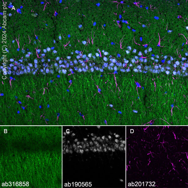 Immunohistochemistry (Frozen sections) - Anti-SAP102 antibody [EPR28704-52] (AB316858)