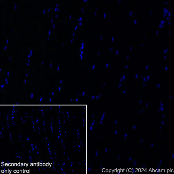 Immunohistochemistry (Frozen sections) - Anti-SAP102 antibody [EPR28704-52] (AB316858)
