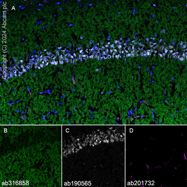 Immunohistochemistry (Frozen sections) - Anti-SAP102 antibody [EPR28704-52] (AB316858)