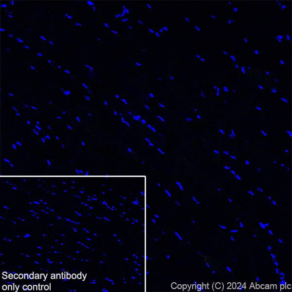 Immunohistochemistry (Frozen sections) - Anti-SAP102 antibody [EPR28704-52] (AB316858)