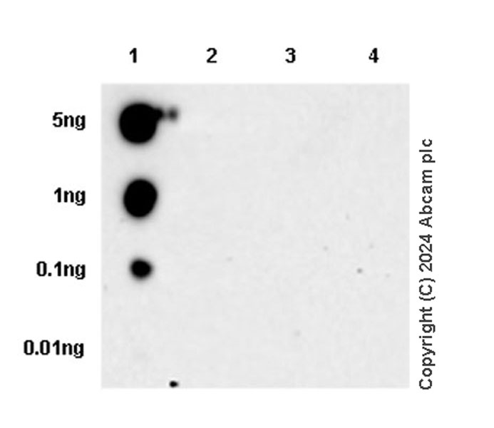 Dot Blot - Anti-SAP102 antibody [EPR28704-52] - BSA and Azide free (AB316859), expandable thumbnail
