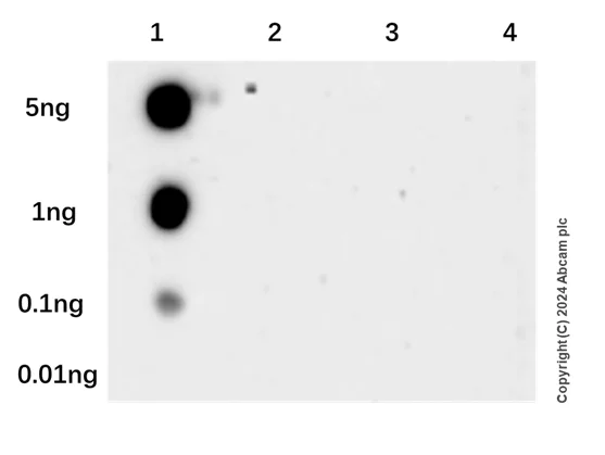 Dot Blot - Anti-SAP102 antibody [EPR28704-52] - BSA and Azide free (AB316859)