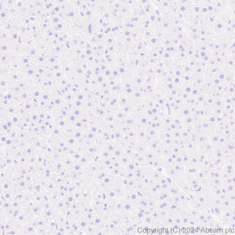 Immunohistochemistry (Formalin/PFA-fixed paraffin-embedded sections) - Anti-SAP102 antibody [EPR28704-52] - BSA and Azide free (ab316859), expandable thumbnail