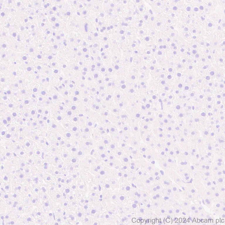 Immunohistochemistry (Formalin/PFA-fixed paraffin-embedded sections) - Anti-SAP102 antibody [EPR28704-52] - BSA and Azide free (AB316859)