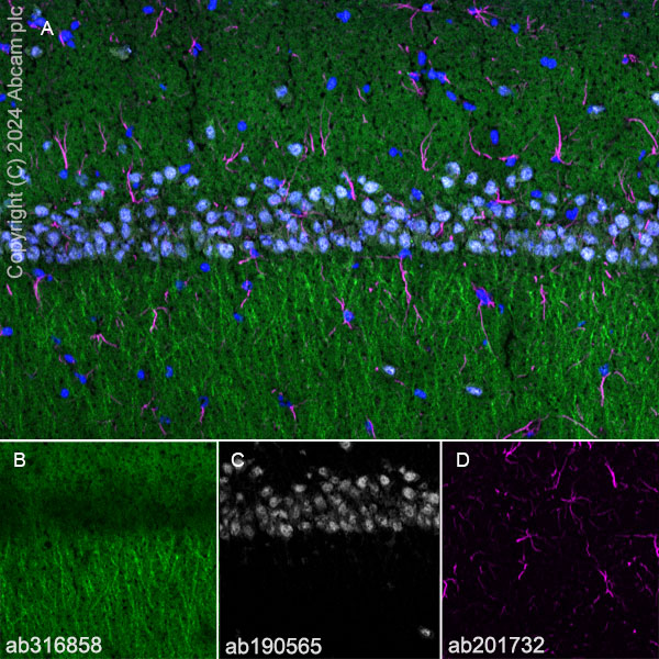 Immunohistochemistry (Frozen sections) - Anti-SAP102 antibody [EPR28704-52] - BSA and Azide free (ab316859), expandable thumbnail