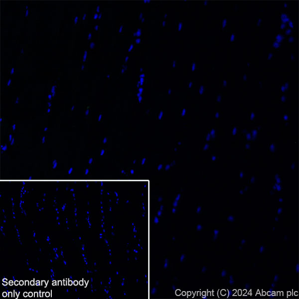 Immunohistochemistry (Frozen sections) - Anti-SAP102 antibody [EPR28704-52] - BSA and Azide free (ab316859), expandable thumbnail