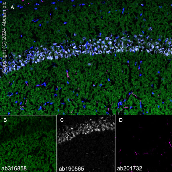 Immunohistochemistry (Frozen sections) - Anti-SAP102 antibody [EPR28704-52] - BSA and Azide free (ab316859), expandable thumbnail