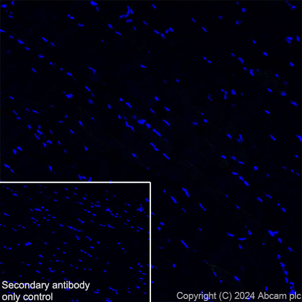 Immunohistochemistry (Frozen sections) - Anti-SAP102 antibody [EPR28704-52] - BSA and Azide free (ab316859), expandable thumbnail