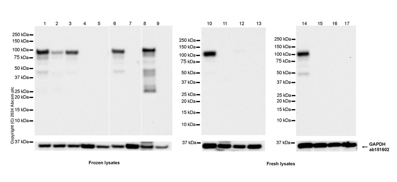 Western blot - Anti-SAP102 antibody [EPR28704-52] - BSA and Azide free (AB316859), expandable thumbnail