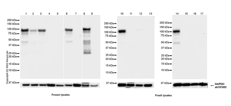 Western blot - Anti-SAP102 antibody [EPR28704-52] - BSA and Azide free (AB316859)