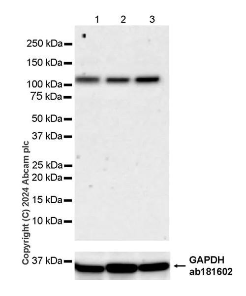 Western blot - Anti-SAP102 antibody [EPR28704-52] - BSA and Azide free (AB316859)