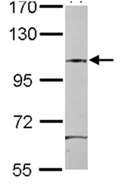 Western blot - Anti-SAP130 antibody (AB111739)