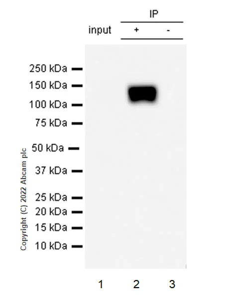 Immunoprecipitation - Anti-SAP97 antibody [EPR26467-123] (AB300481)