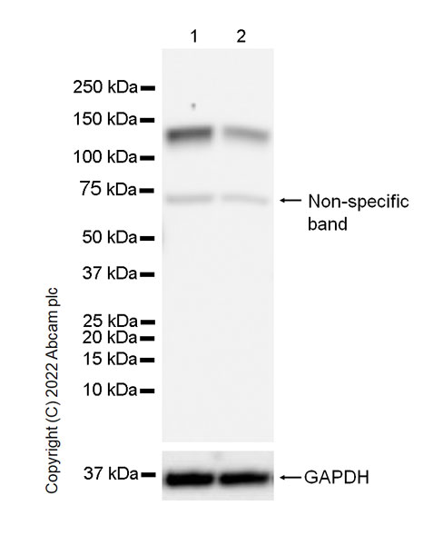 Western blot - Anti-SAP97 antibody [EPR26467-123] (ab300481), expandable thumbnail