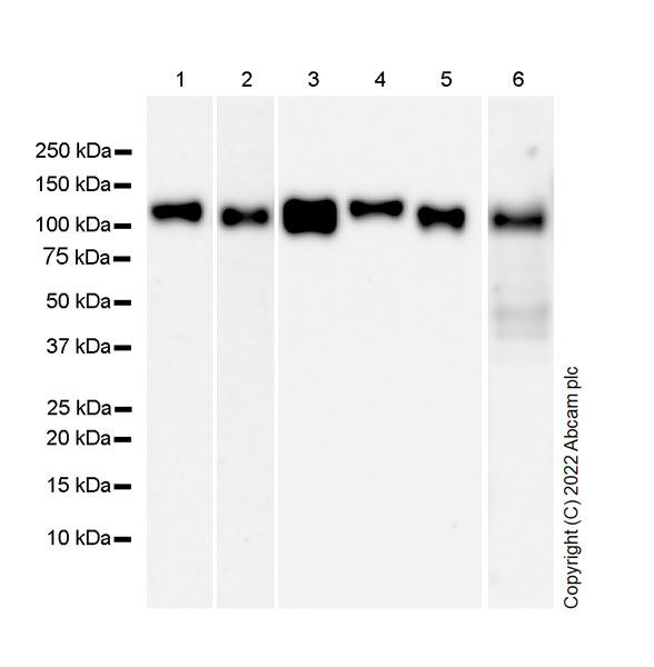 Western blot - Anti-SAP97 antibody [EPR26467-123] (ab300481), expandable thumbnail