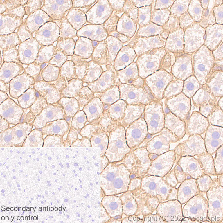 Immunohistochemistry (Formalin/PFA-fixed paraffin-embedded sections) - Anti-SAP97 antibody [EPR26467-123] (BSA and Azide free) (AB300482)