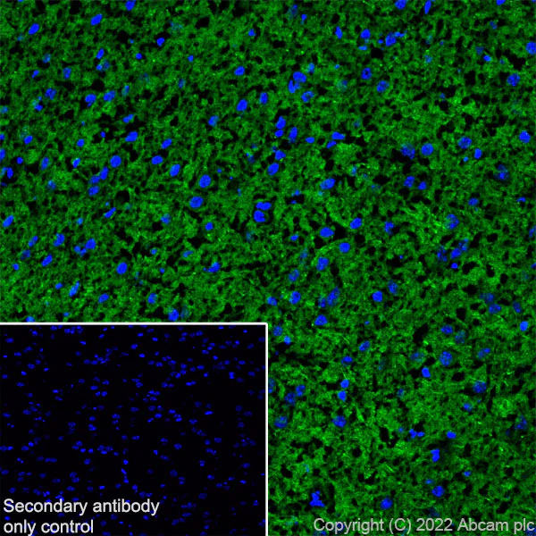 Immunohistochemistry (Frozen sections) - Anti-SAP97 antibody [EPR26467-123] (BSA and Azide free) (AB300482)