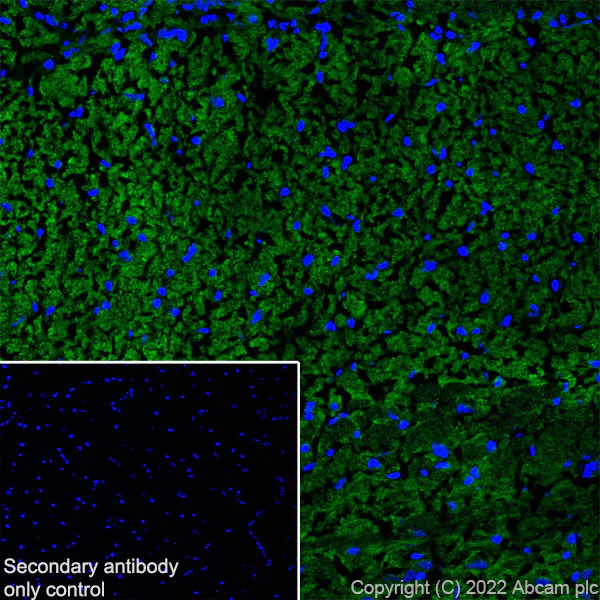 Immunohistochemistry (Frozen sections) - Anti-SAP97 antibody [EPR26467-123] (BSA and Azide free) (AB300482)