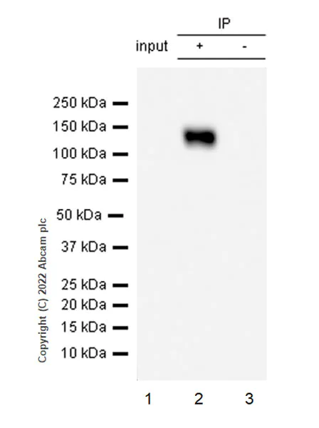 Immunoprecipitation - Anti-SAP97 antibody [EPR26467-123] (BSA and Azide free) (AB300482)