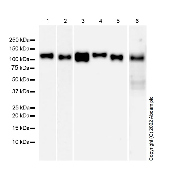 Western blot - Anti-SAP97 antibody [EPR26467-123] (BSA and Azide free) (AB300482)