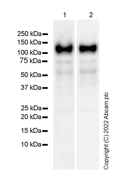 Western blot - Anti-SAP97 antibody [EPR26467-123] (BSA and Azide free) (AB300482)