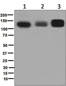 Western blot - Anti-SAP97 antibody [EPR6821] - BSA and Azide free (AB248705)
