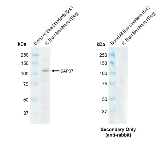 Western blot - Anti-SAP97 antibody [G28] (AB326352)