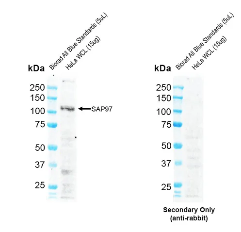 Western blot - Anti-SAP97 antibody [G28] (AB326352)