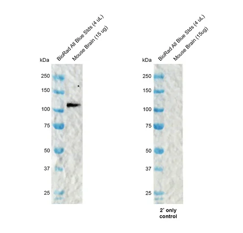 Western blot - Anti-SAP97 antibody [G28] (AB326352)