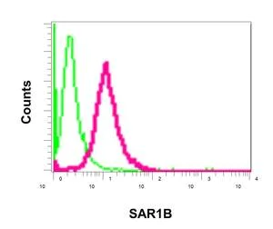 Flow Cytometry (Intracellular) - Anti-SAR1B + SAR1A antibody [EPR10105(B)] - BSA and Azide free (AB249196)