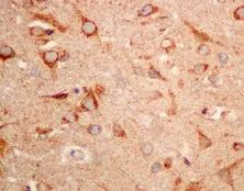Immunohistochemistry (Formalin/PFA-fixed paraffin-embedded sections) - Anti-SAR1B + SAR1A antibody [EPR10105(B)] - BSA and Azide free (AB249196)