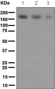 Western blot - Anti-SARA antibody [EPR5020] - BSA and Azide free (AB248032)