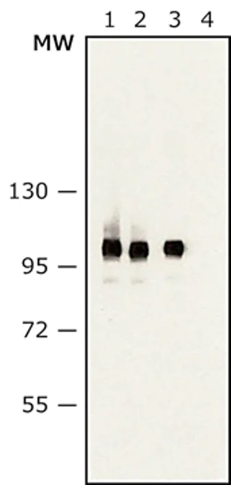Western blot - Anti-Sarcomeric Alpha Actinin antibody [EA-53] (AB9465)