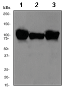 Western blot - Anti-Sarcomeric Alpha Actinin antibody [EP2529Y] (ab68167), expandable thumbnail