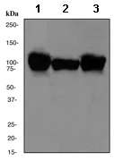 Western blot - Anti-Sarcomeric Alpha Actinin antibody [EP2529Y] (AB68167)