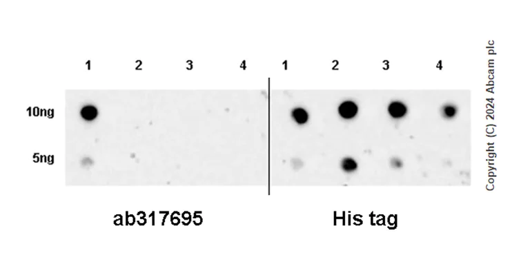 Dot Blot - Anti-Sarcomeric Alpha Actinin antibody [EPR28776-83] - BSA and Azide free (AB317696)