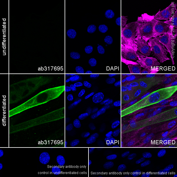 Immunocytochemistry/ Immunofluorescence - Anti-Sarcomeric Alpha Actinin antibody [EPR28776-83] - BSA and Azide free (ab317696), expandable thumbnail