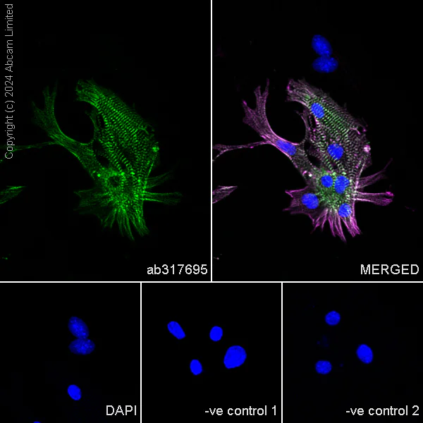 Immunocytochemistry/ Immunofluorescence - Anti-Sarcomeric Alpha Actinin antibody [EPR28776-83] - BSA and Azide free (AB317696)