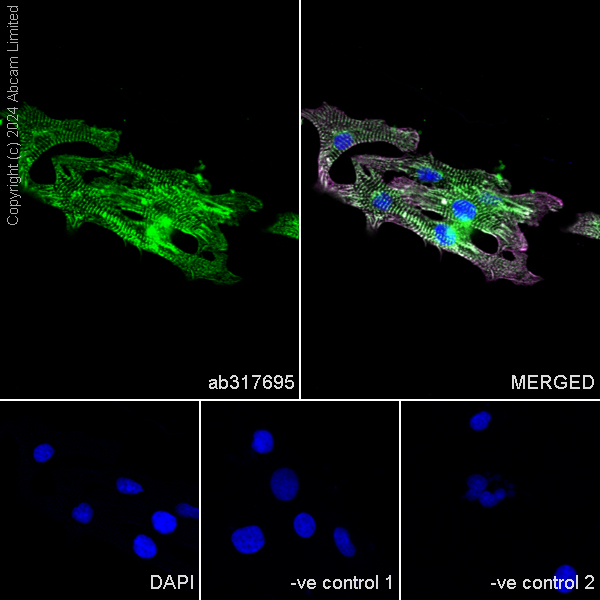 Immunocytochemistry/ Immunofluorescence - Anti-Sarcomeric Alpha Actinin antibody [EPR28776-83] - BSA and Azide free (AB317696), expandable thumbnail