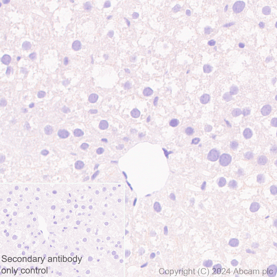 Immunohistochemistry (Formalin/PFA-fixed paraffin-embedded sections) - Anti-Sarcomeric Alpha Actinin antibody [EPR28776-83] - BSA and Azide free (AB317696), expandable thumbnail