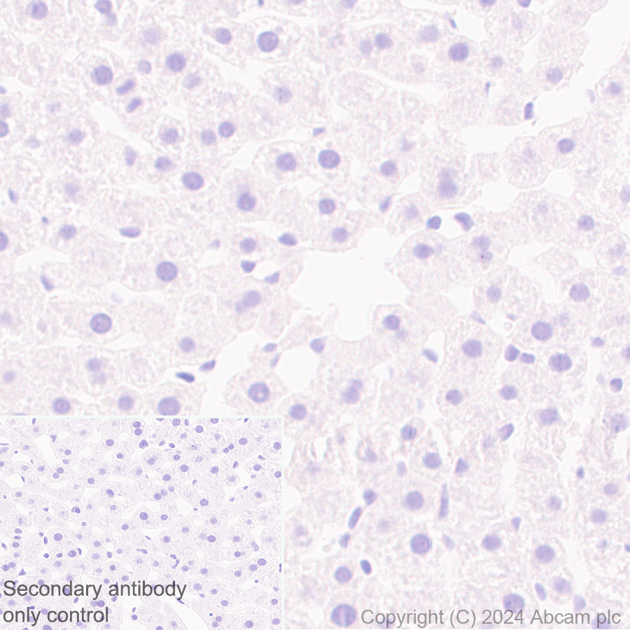 Immunohistochemistry (Formalin/PFA-fixed paraffin-embedded sections) - Anti-Sarcomeric Alpha Actinin antibody [EPR28776-83] - BSA and Azide free (AB317696), expandable thumbnail